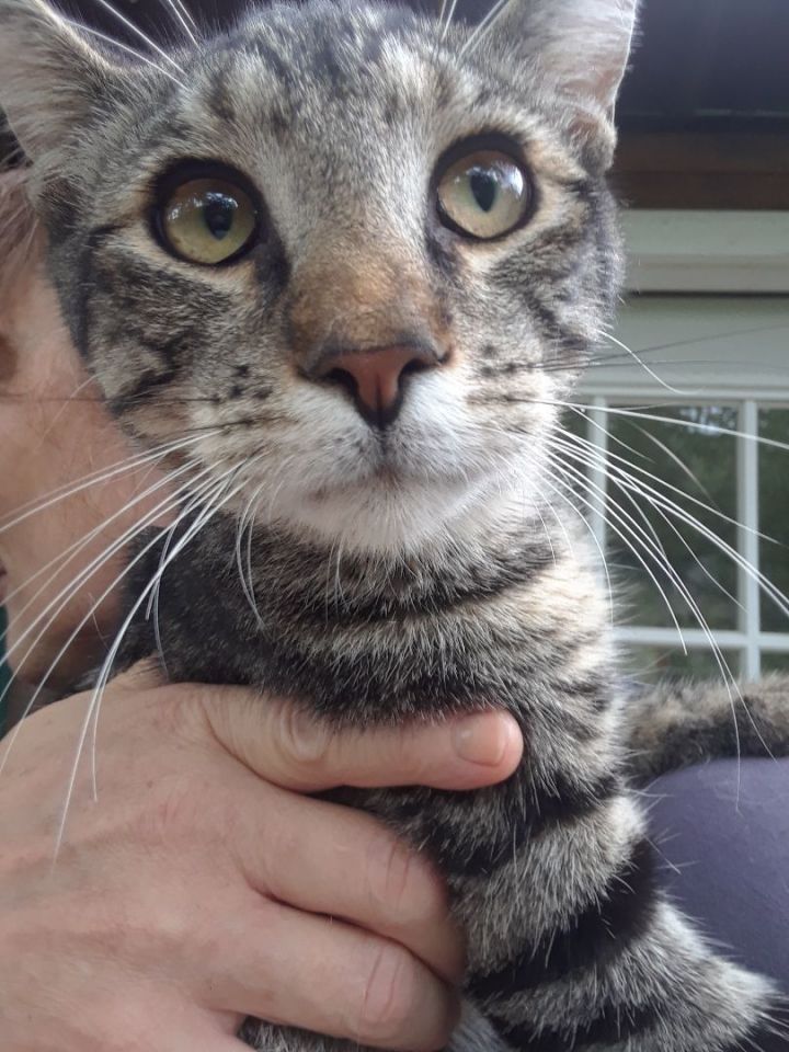 Cat for adoption - Tony the Tiger, a Domestic Short Hair in