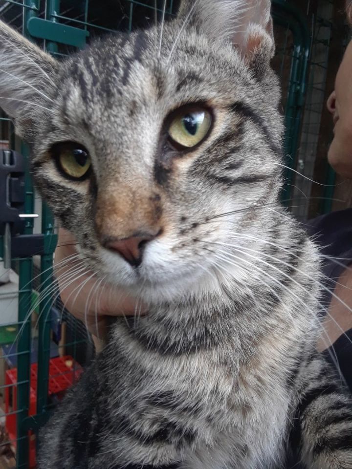 Cat for adoption - Tony the Tiger, a Domestic Short Hair in