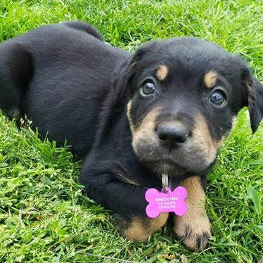 Lolo, an adoptable Mixed Breed in Springfield, MO_image-1