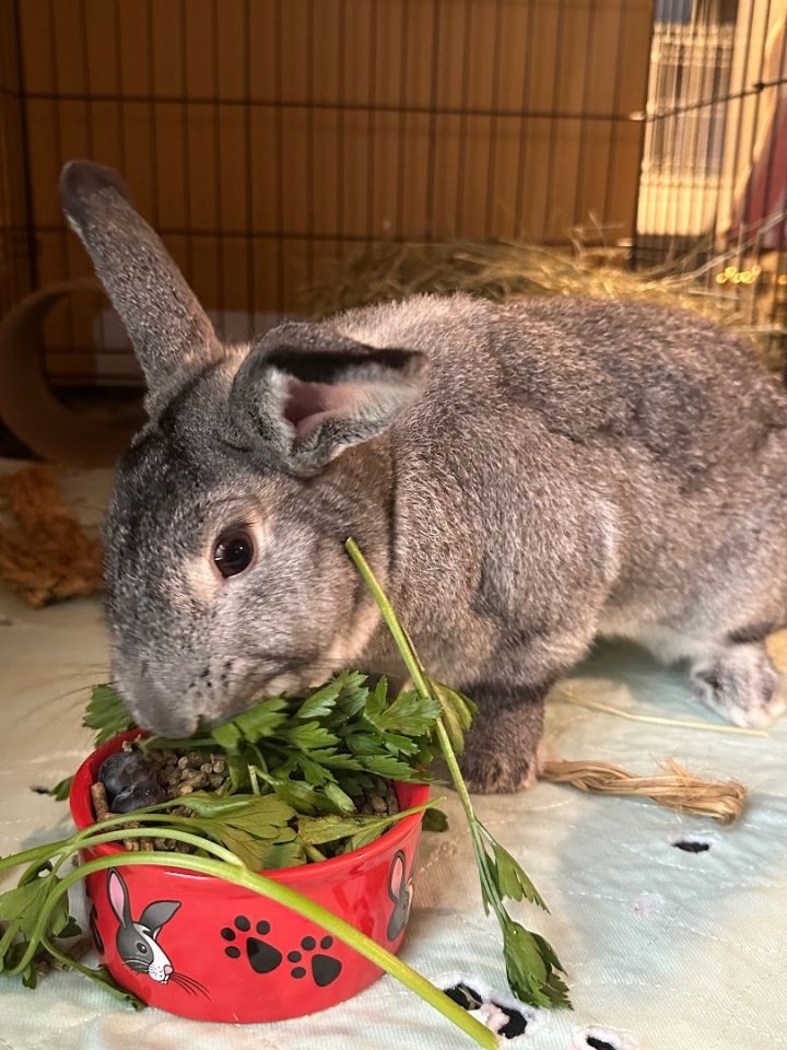 Rabbit for adoption Harper, a Bunny Rabbit in Norwalk, CT Petfinder