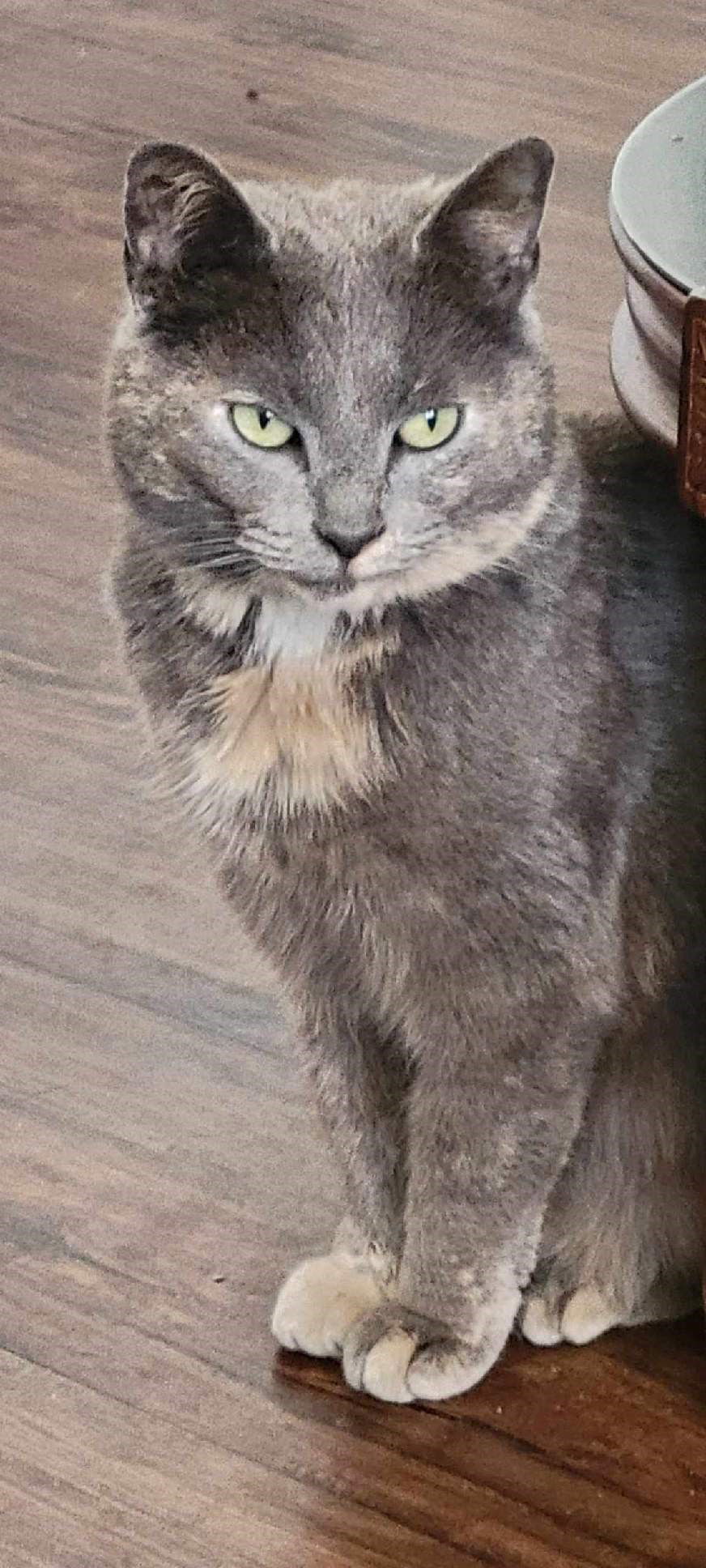 Graycie
