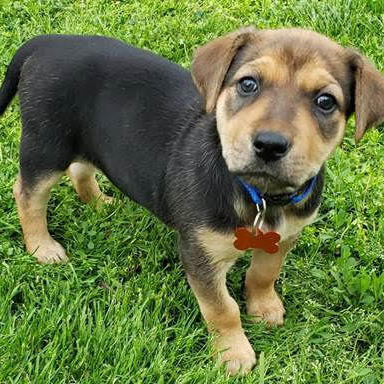 Pele, an adoptable Mixed Breed in Springfield, MO_image-1