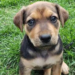 Pele, an adoptable Mixed Breed in Springfield, MO_image-2