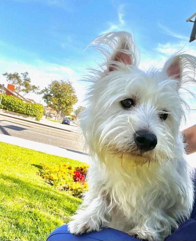 how much should you feed a westie