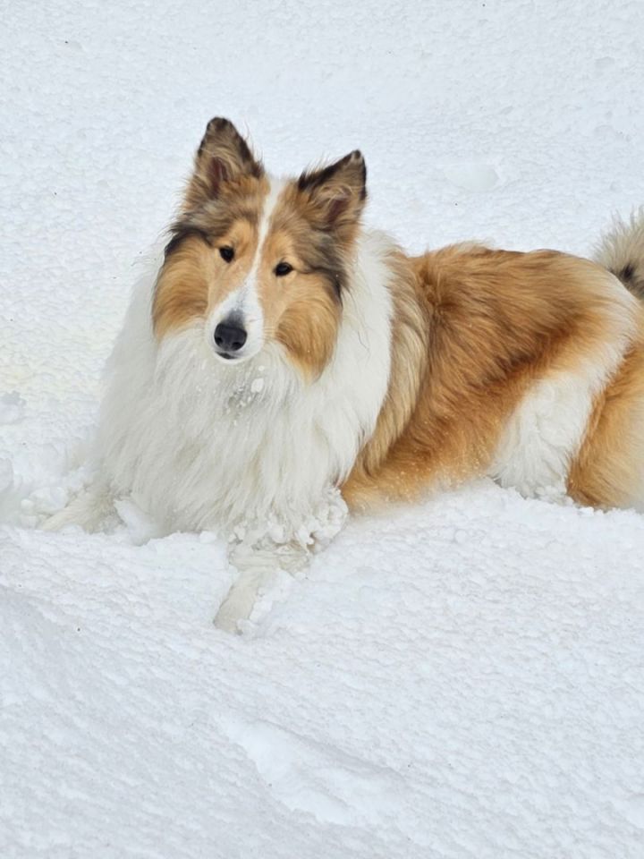 Lassie Collie – Big Furry Friends