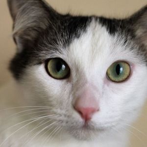 Petfinder cats for hot sale adoption