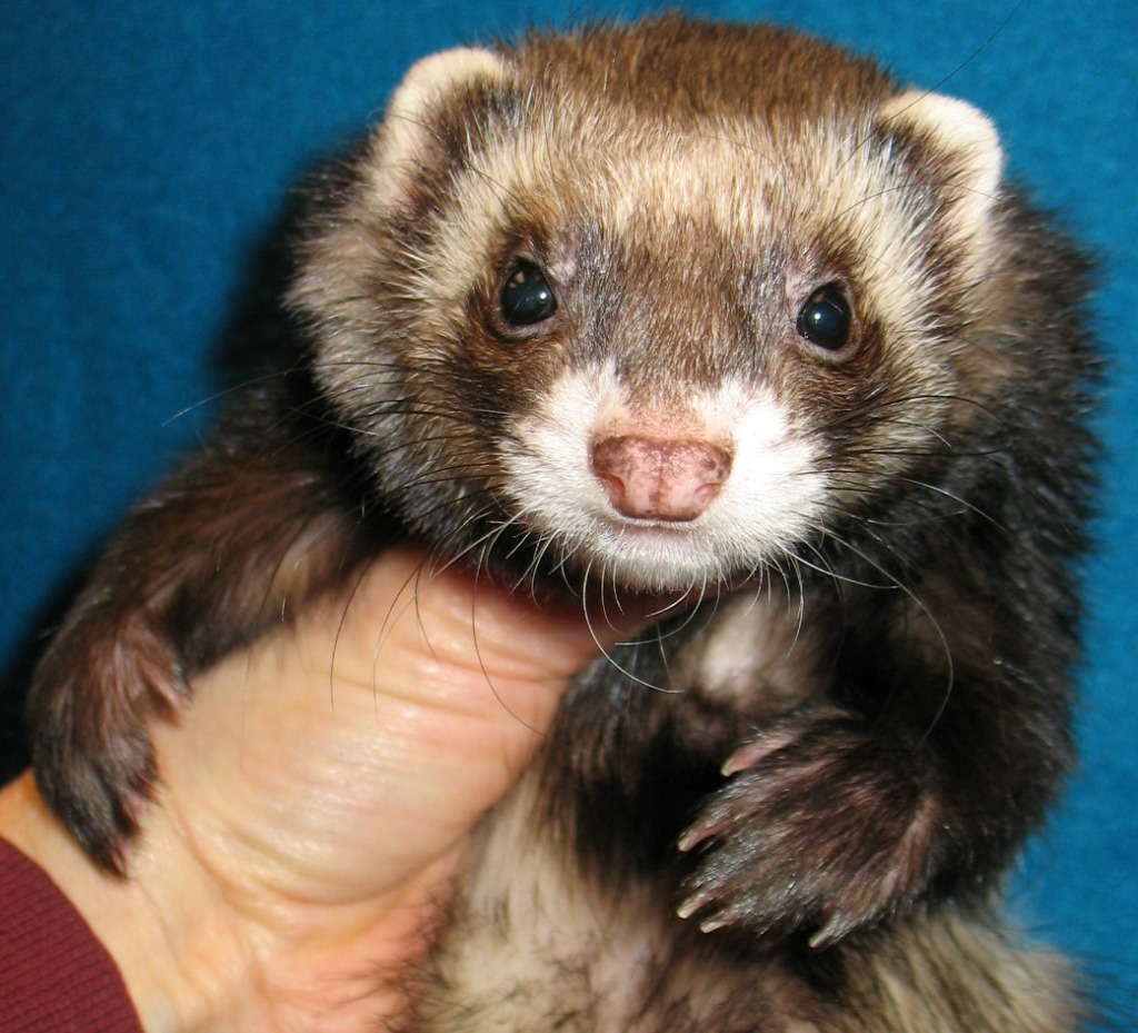 Ferret for adoption Scarlett, a Ferret in Lyons, IL Petfinder