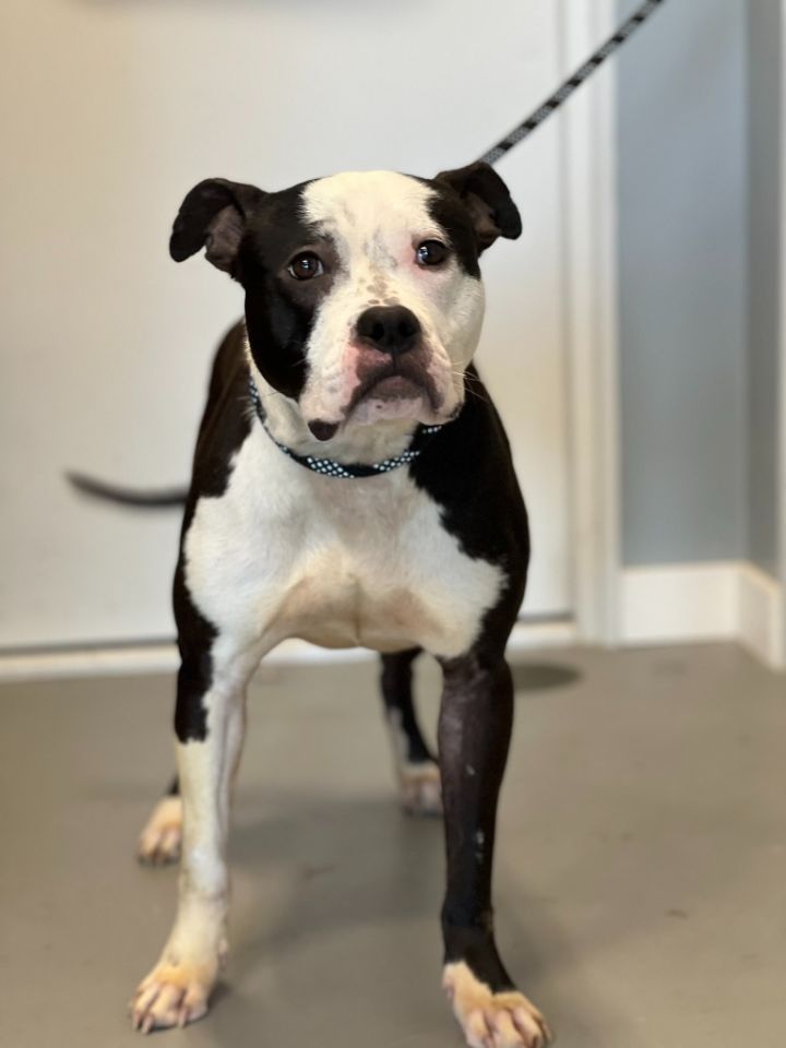 Amstaff boston terrier store mix