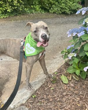 Maggie Moo *FOSTER NEEDED TOO American Bulldog Dog