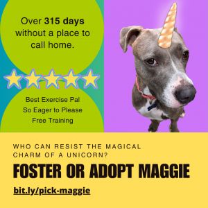 Meet Maggie a furry fun energizer bunny who craves a stable and routine-filled home with plenty of