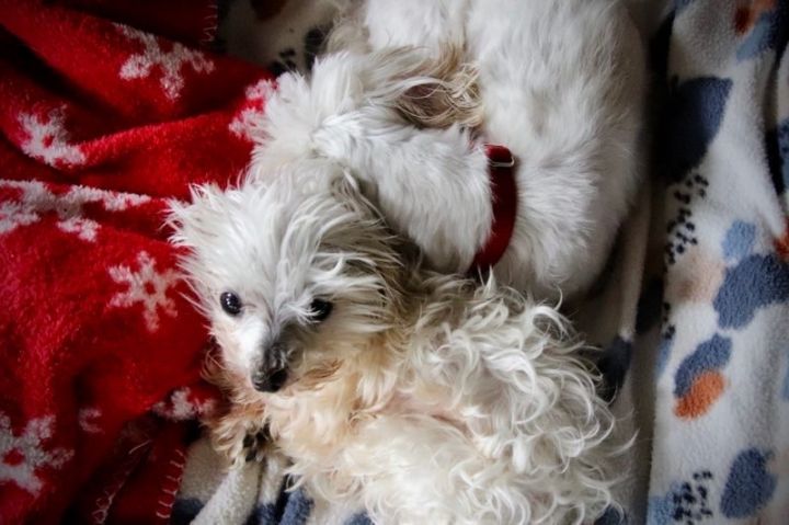 Max (bonded with Morty), an adoptable Maltese in Shawnee, KS_image-5