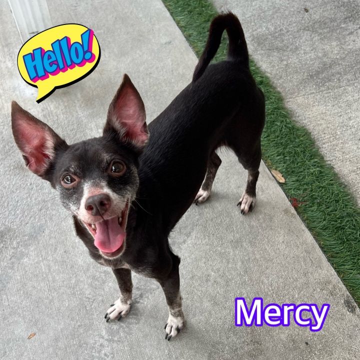 Mercy, an adoptable Chihuahua & Italian Greyhound Mix in Hollywood, FL_image-1