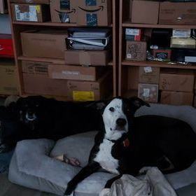 Phantom & Janey *Courtesy Post*, an adoptable Labrador Retriever & Cocker Spaniel Mix in Highland, MD_image-4