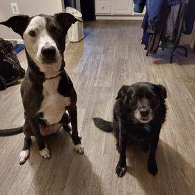 Phantom & Janey *Courtesy Post*, an adoptable Labrador Retriever & Cocker Spaniel Mix in Highland, MD_image-1