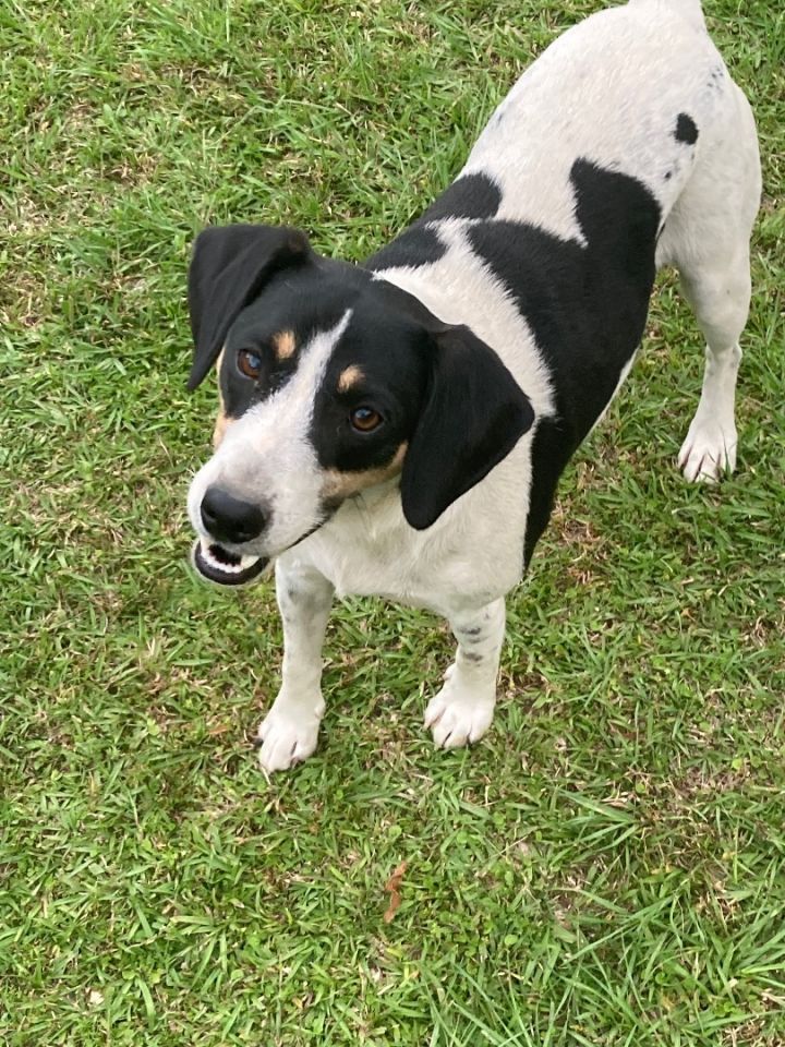 Beagle & best sale labrador retriever mix