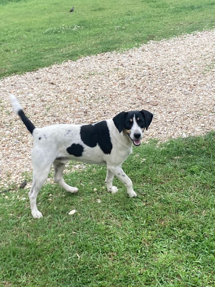 Beagle & labrador retriever sales mix