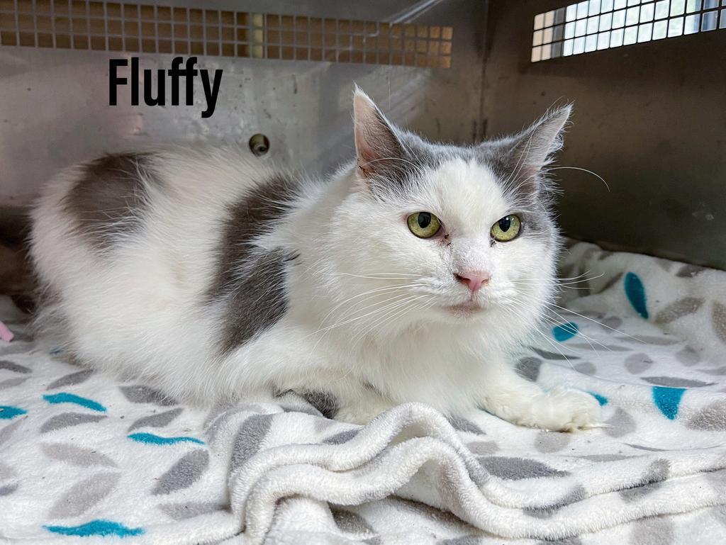 Fluffy