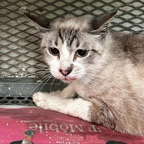 Cinnamon, an adoptable Domestic Short Hair in Guaynabo, PR, 00969 | Photo Image 2