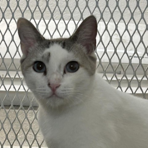 Mathew, an adoptable Domestic Short Hair in Guaynabo, PR, 00969 | Photo Image 1