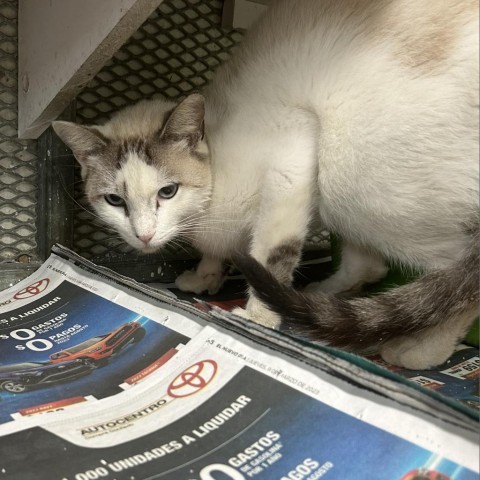 Mathew, an adoptable Domestic Short Hair in Guaynabo, PR, 00969 | Photo Image 2