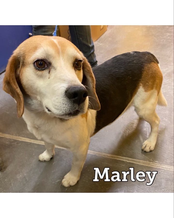 Marley, an adoptable Beagle in Waynesburg, PA_image-2