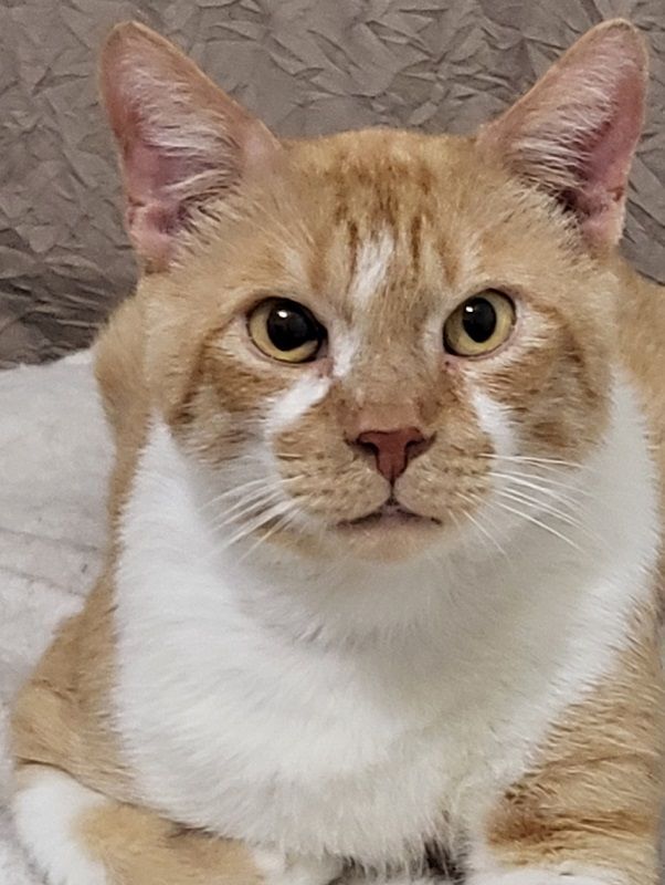 Skipper