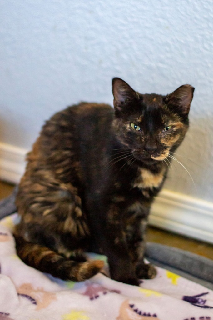 Marble Mama, an adoptable Domestic Short Hair in Richland Hills, TX, 76180 | Photo Image 1