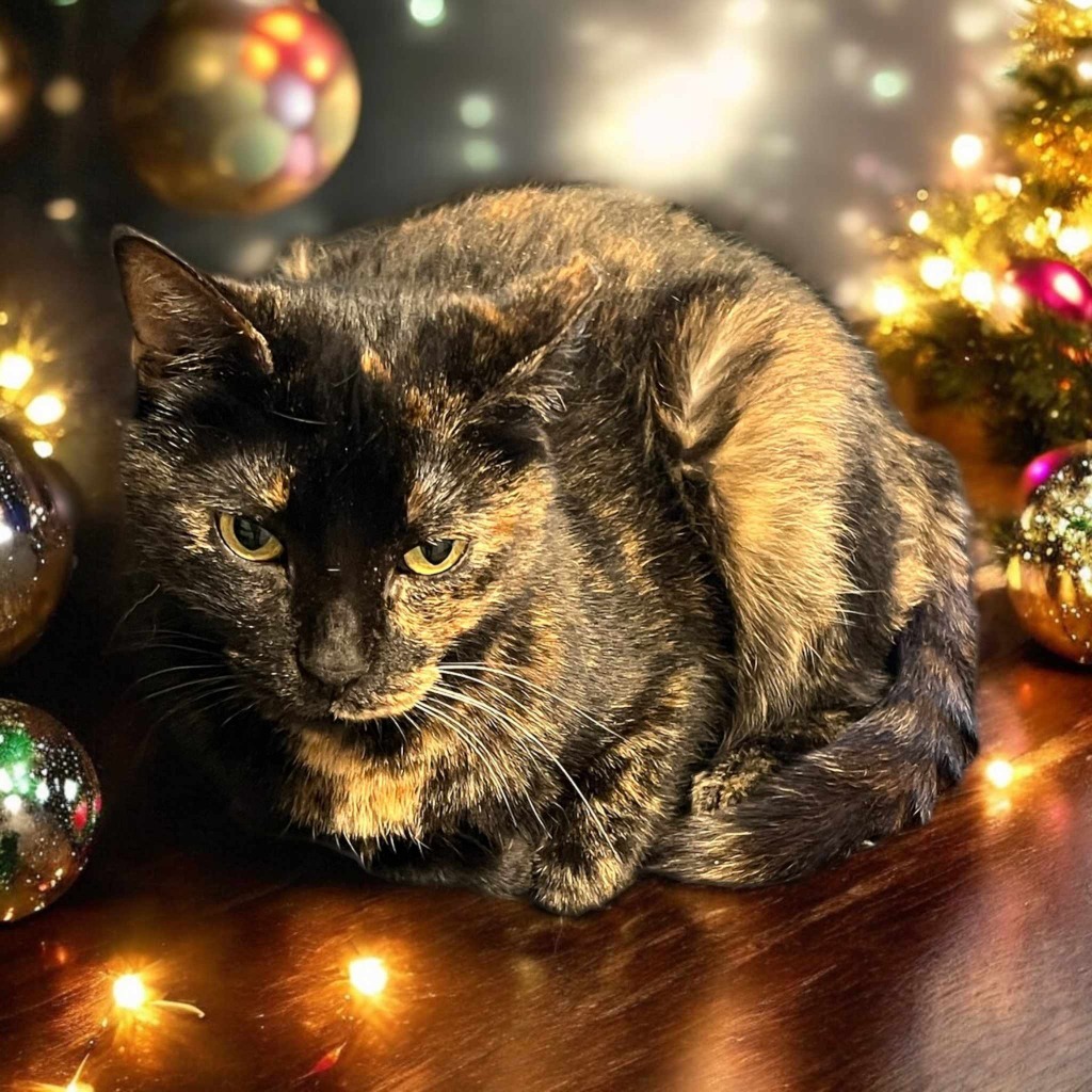 Marble Mama, an adoptable Domestic Short Hair in Richland Hills, TX, 76180 | Photo Image 1