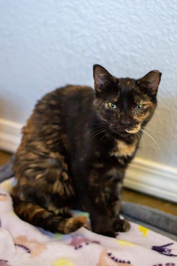 Marble Mama, an adoptable Domestic Short Hair in Richland Hills, TX, 76180 | Photo Image 3