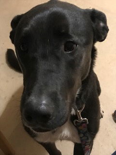 Skye, an adoptable Labrador Retriever in Westminster, CO, 80021 | Photo Image 1