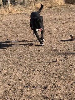 Skye, an adoptable Labrador Retriever in Westminster, CO, 80021 | Photo Image 2