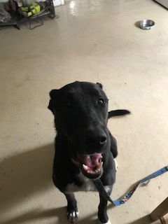 Skye, an adoptable Labrador Retriever in Westminster, CO, 80021 | Photo Image 3