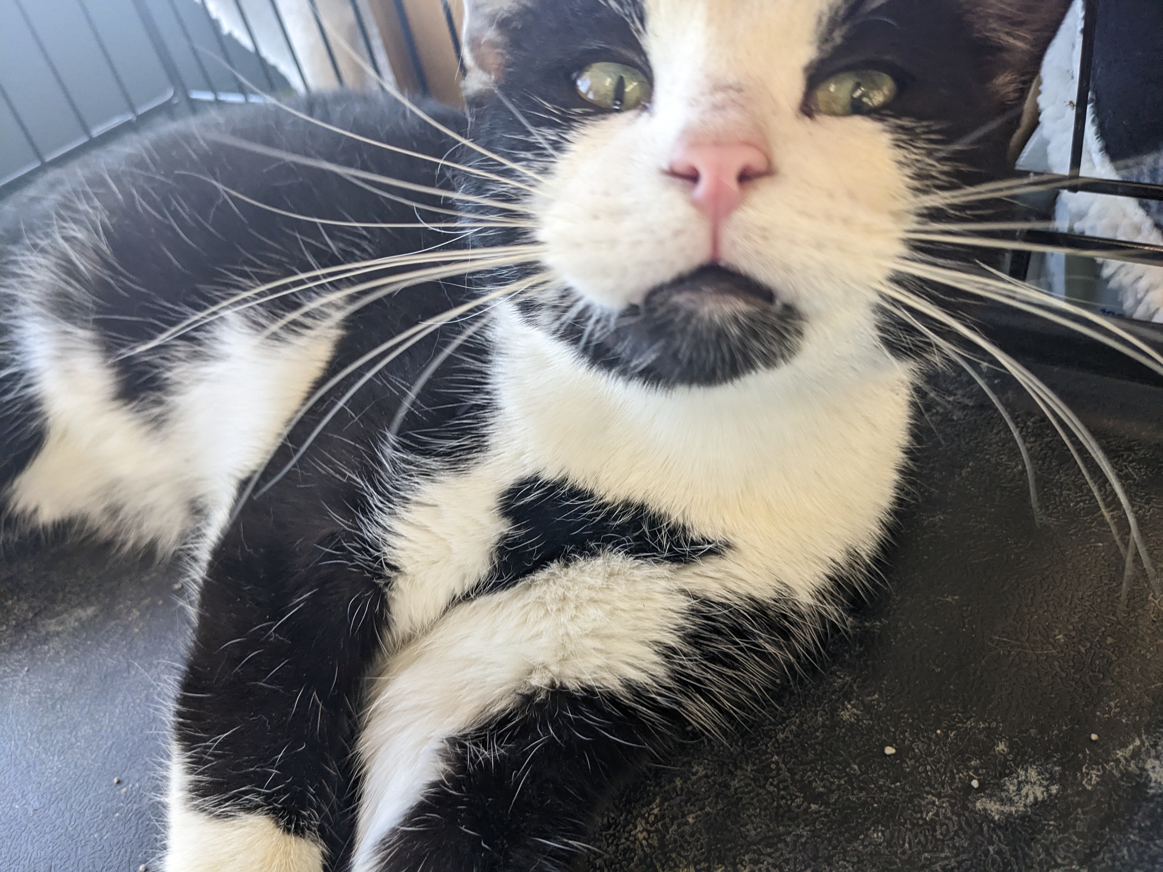 Oreo, an adoptable American Shorthair in Tracy, MN, 56175 | Photo Image 1