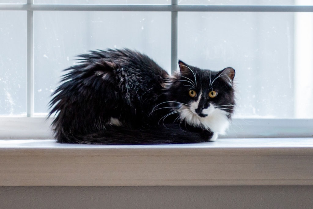 Raggedy Ann, an adoptable Domestic Long Hair in Richland Hills, TX, 76180 | Photo Image 1