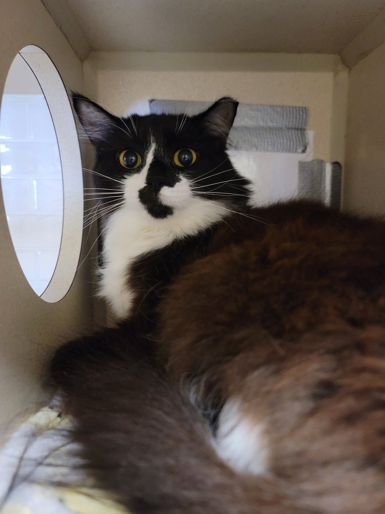 Raggedy Ann, an adoptable Domestic Long Hair in Richland Hills, TX, 76180 | Photo Image 4