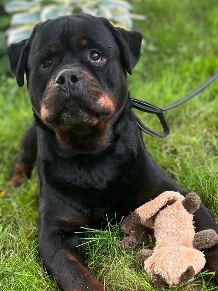 Sonny, an adoptable Rottweiler in Vienna, ON_image-1