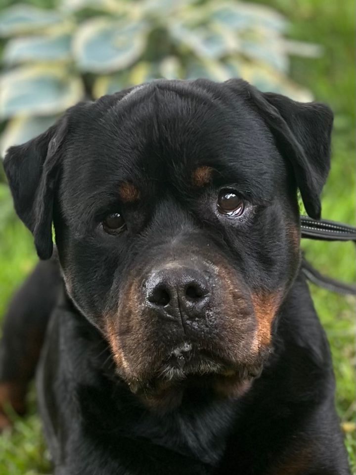 Sonny, an adoptable Rottweiler in Vienna, ON_image-3
