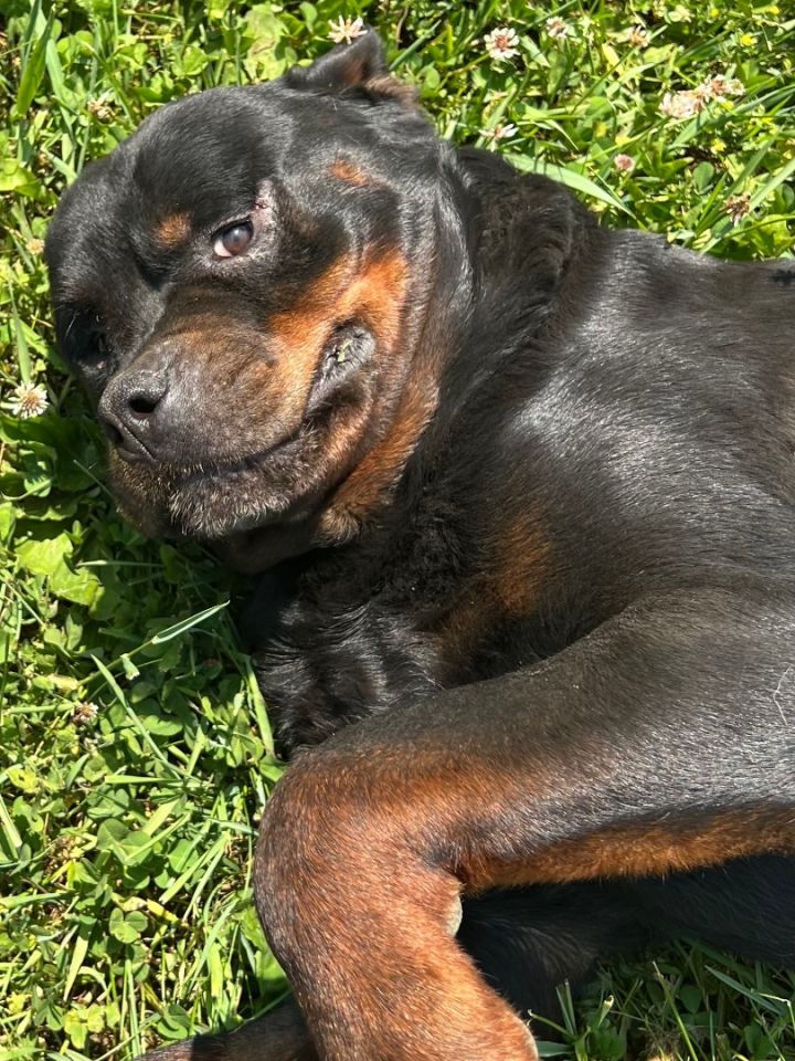 Sonny, an adoptable Rottweiler in Vienna, ON_image-4