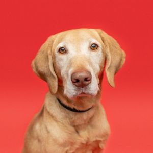 Monte Yellow Labrador Retriever Dog