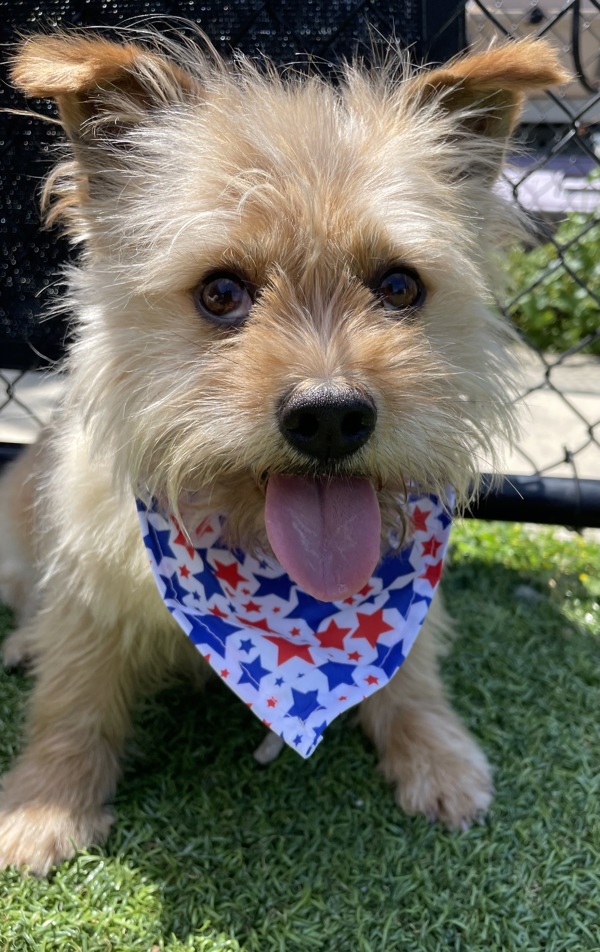 Yorkie norwich hot sale terrier mix