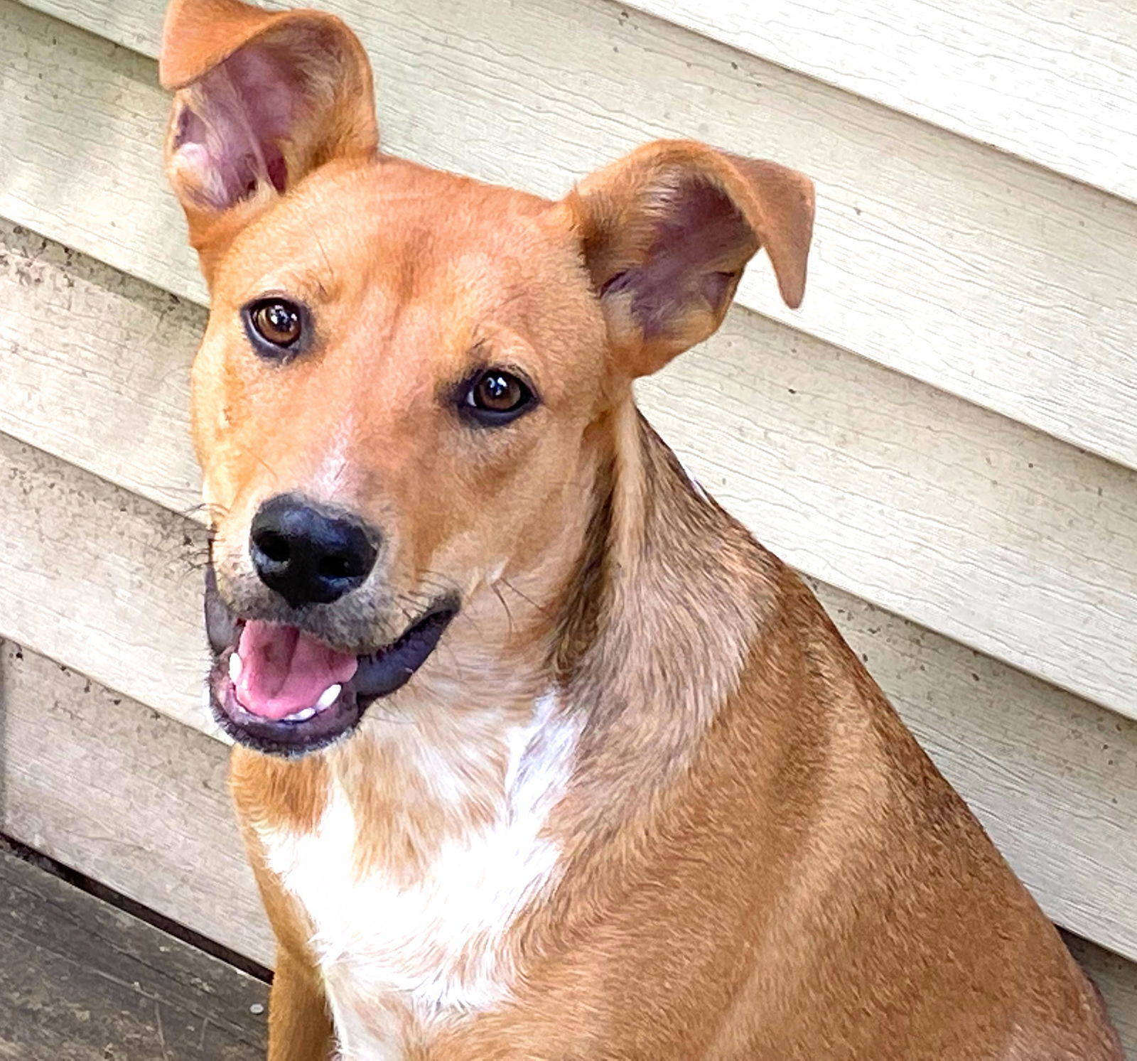 D103 Litter Susie, an adoptable Australian Shepherd, Labrador Retriever in Livonia, MI, 48152 | Photo Image 1