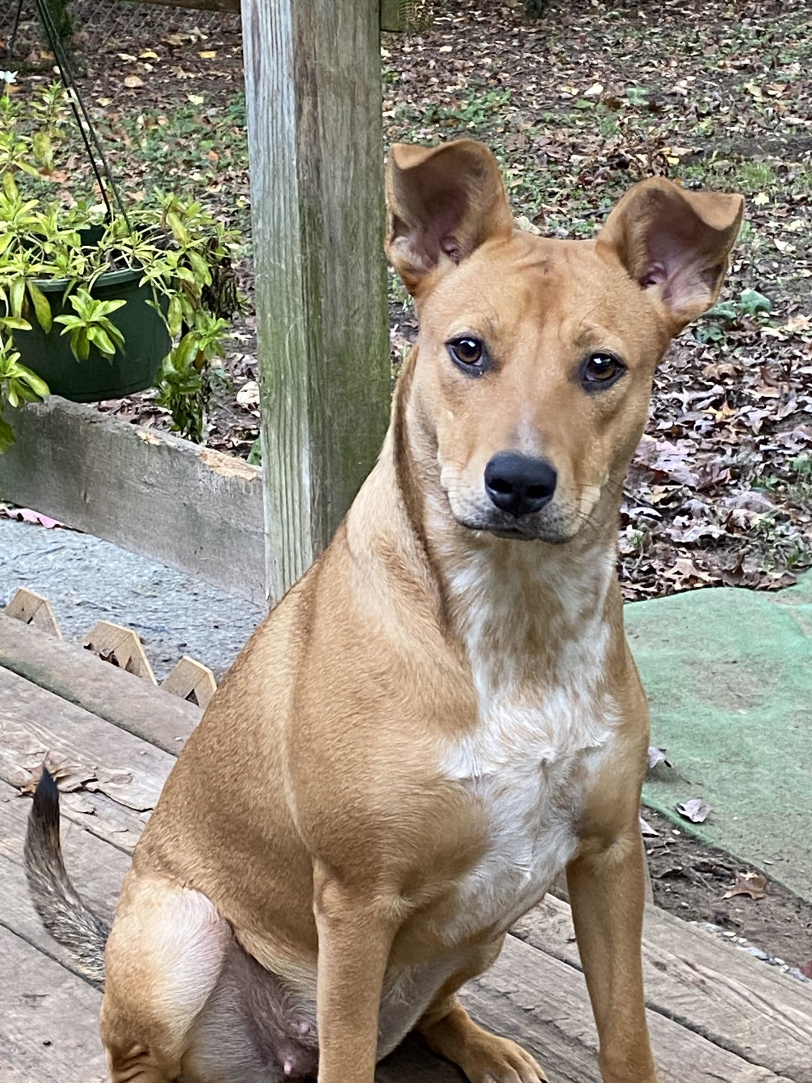 D103 Litter Susie, an adoptable Australian Shepherd, Labrador Retriever in Livonia, MI, 48152 | Photo Image 2