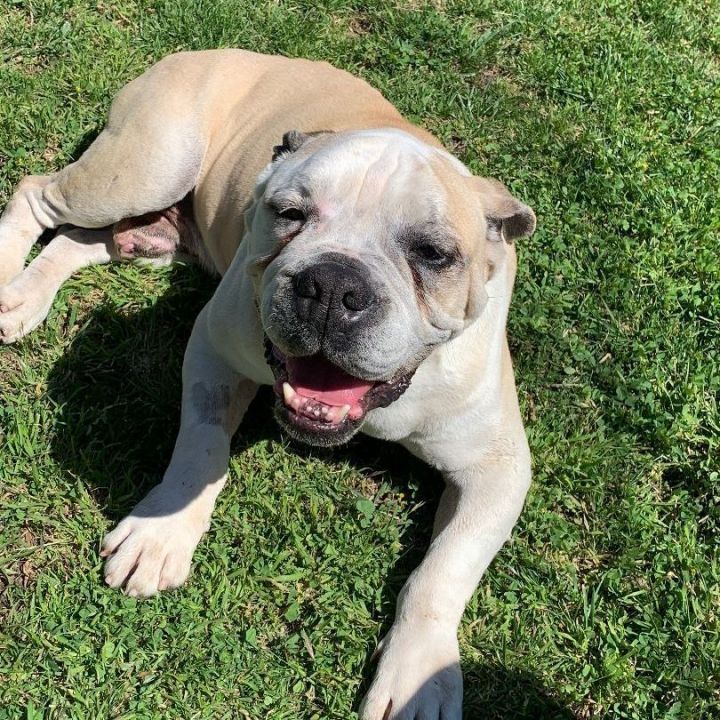 Petfinder english hot sale bulldog