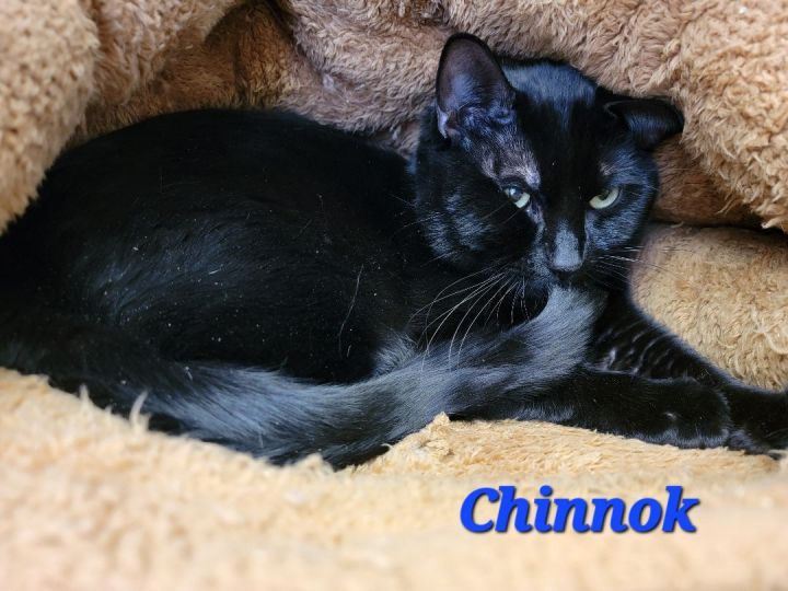 Chinnok 1