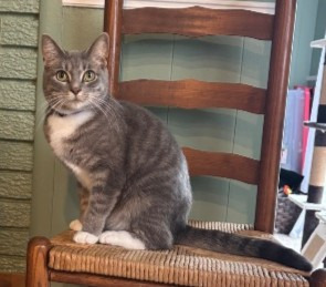 Luna, an adoptable Domestic Short Hair in Warren, MI, 48089 | Photo Image 5