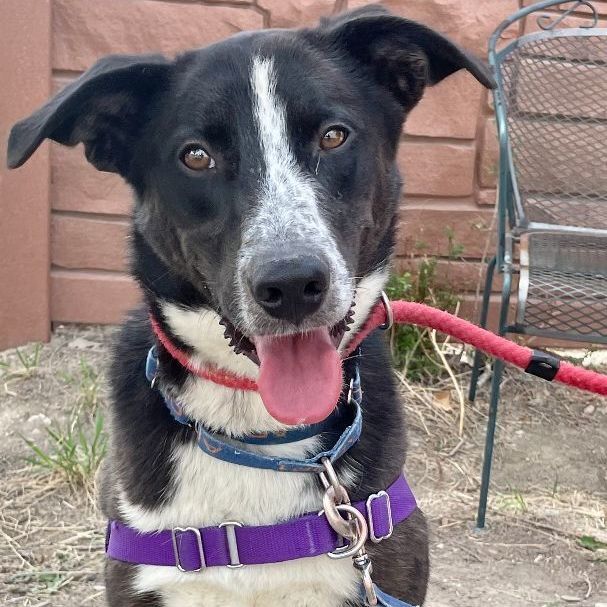 Dog for adoption - Sheriff Tommie, a Border Collie Mix in Pueblo, CO ...