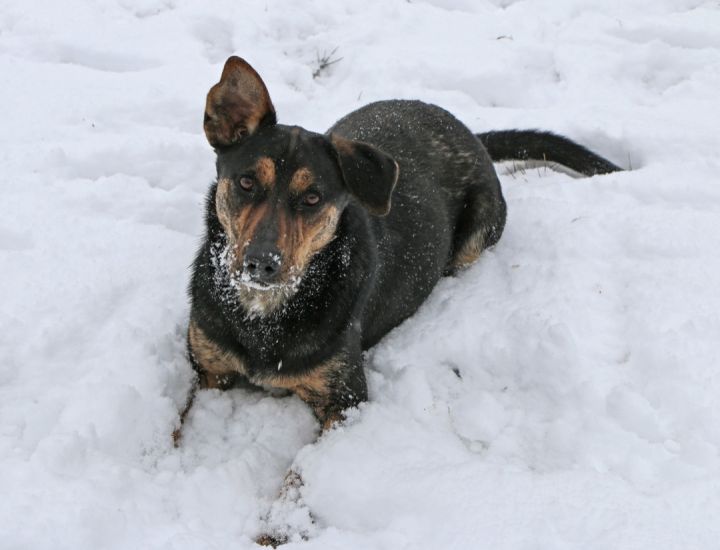 Dog For Adoption - Penne, A Mixed Breed In Charles Town, Wv 