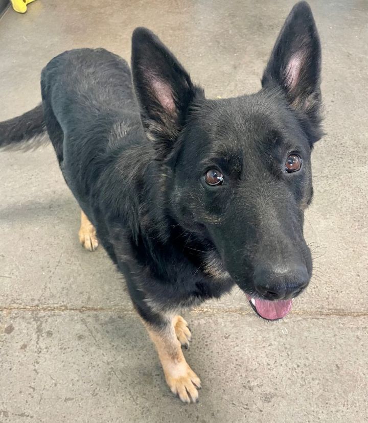 Dog for adoption - Luna, a German Shepherd Dog in Mishawaka, IN | Petfinder