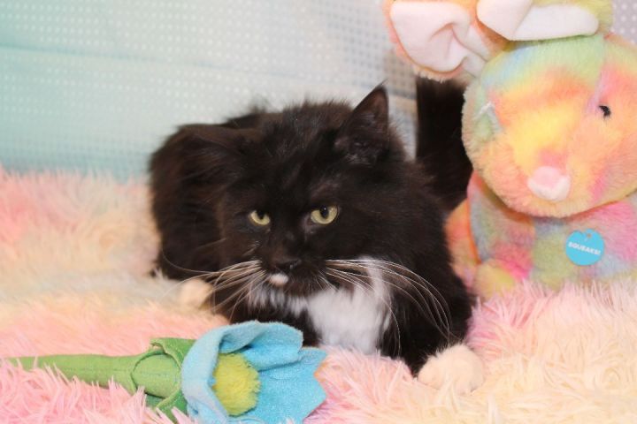 Canoodle, an adoptable Domestic Long Hair Mix in Salt Lake City, UT_image-2
