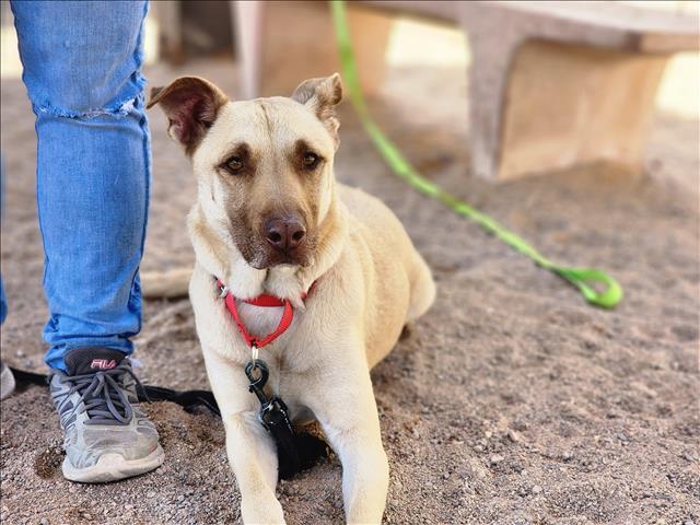 GUARDIAN, an adoptable German Shepherd Dog Mix in Tucson, AZ_image-1